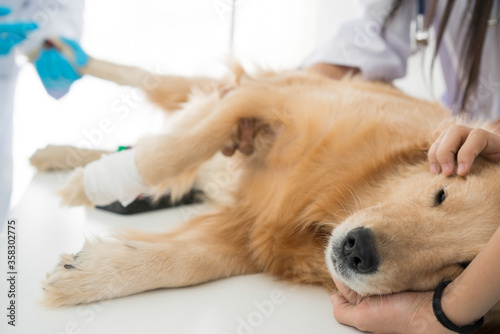 Vászonkép Veterinary examination of dog health