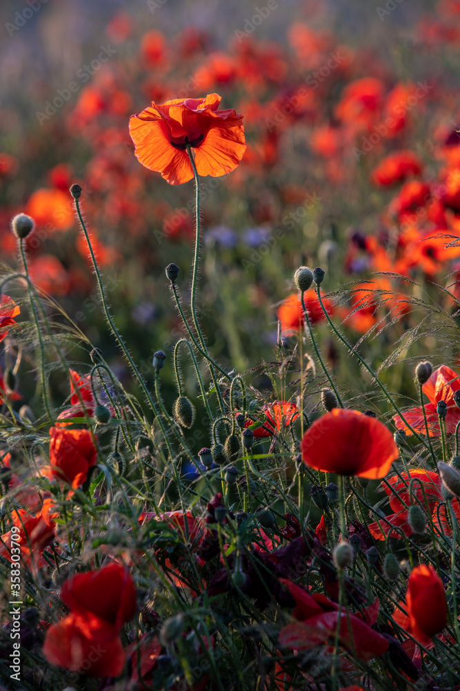 Obraz premium kwitnący czerwony mak