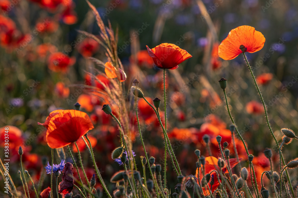 Obraz premium blooming red poppy