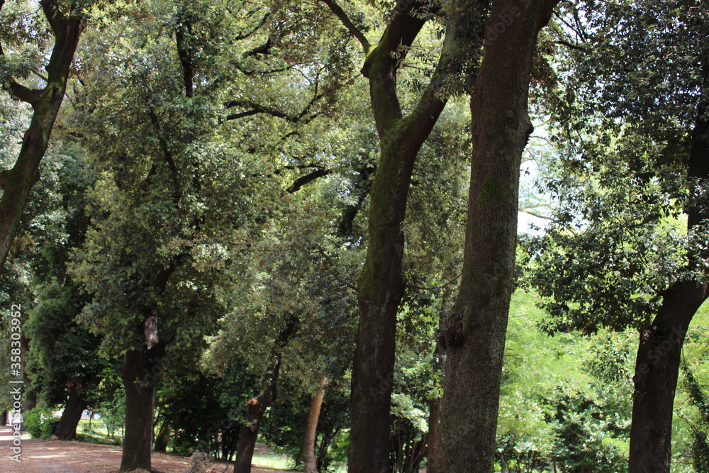 Fototapeta premium dense forest older trees and natural greenery in the forest