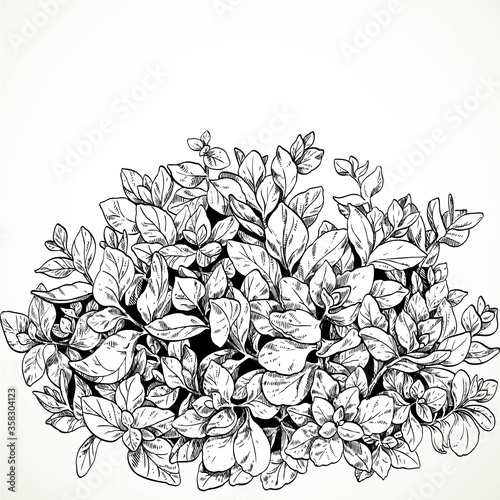 Summer garden plant graphic drawing ink isolated on a white background © Azuzl