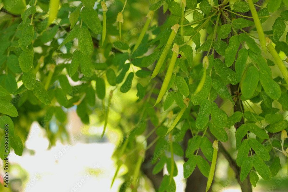 Obraz premium green leaves in sunlight