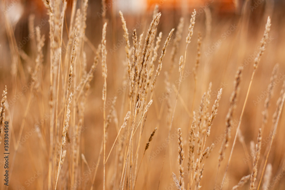 Fototapeta premium grass in the wind