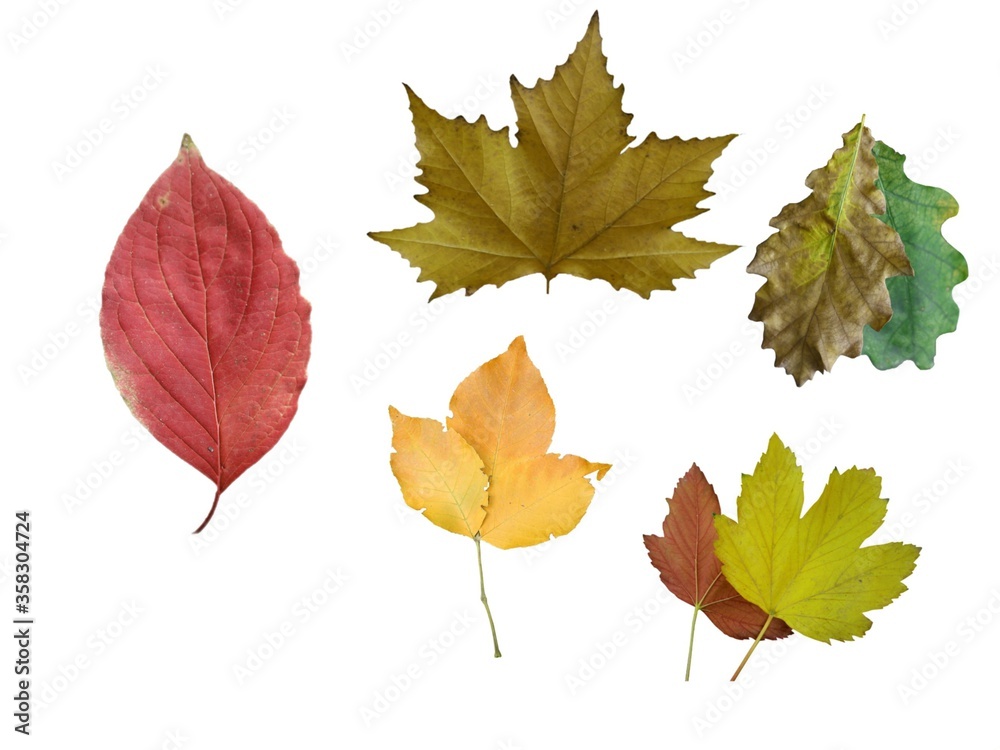 autumn leaves isolated on white