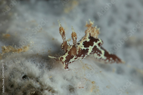 Nudibranch Trapania sp. Underwater macro photography from Romblon, Philippines © Oksana