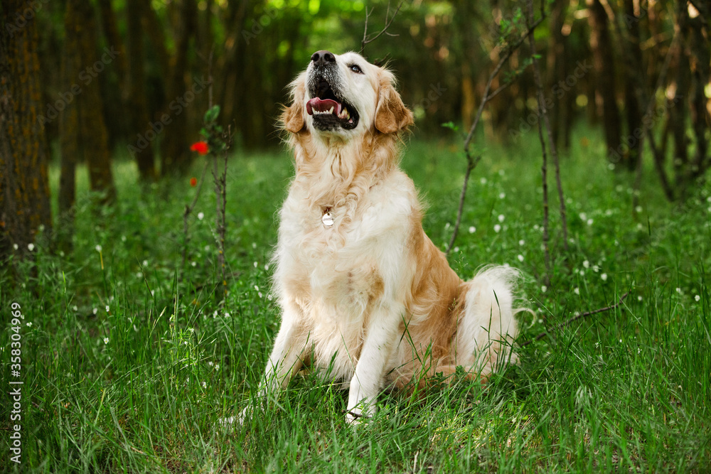 Labrador retriever dog. Golden retriever dog on grass. adorable dog in poppy flowers. Labrador retriever dog. Golden retriever dog on grass. adorable dog in poppy flowers.