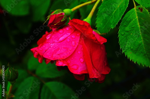 Red Roses on a bush in a garden. Russia.