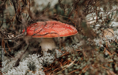dangerous poisonous mushroom fly-in in the pine forest