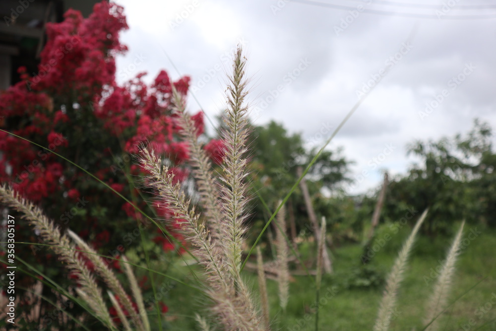 grass and sky grass and sky