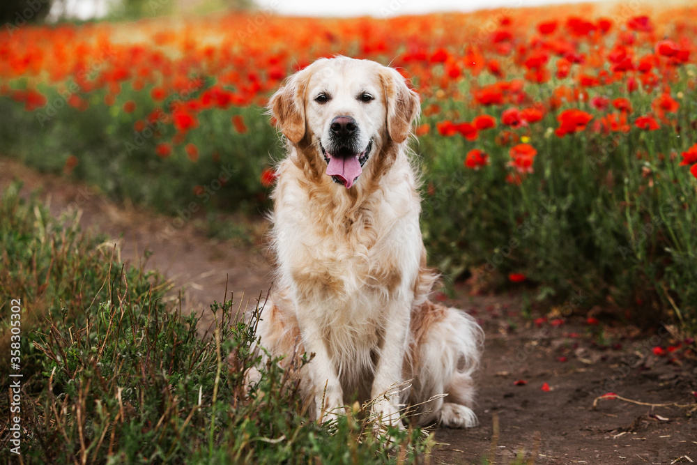 Labrador retriever dog. Golden retriever dog on grass. adorable dog in poppy flowers. Labrador retriever dog. Golden retriever dog on grass. adorable dog in poppy flowers.