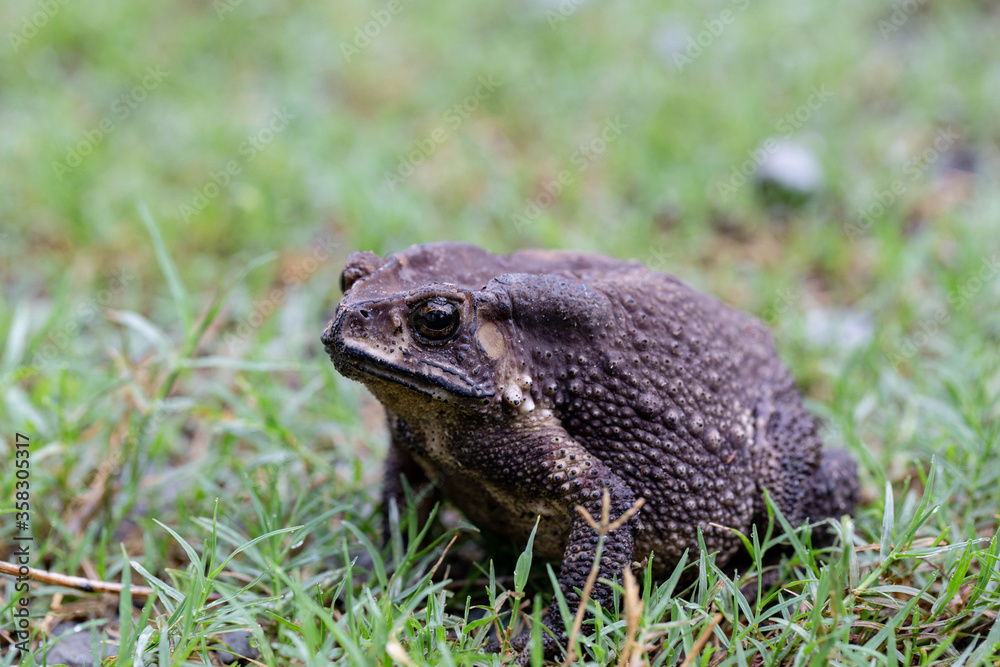 A Toads eat insects at night Favorite food night shot A Toads eat insects at night Favorite food night shot