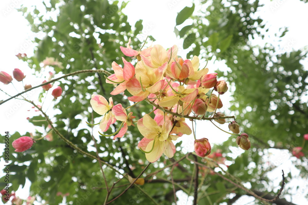 rainbow shower tree. pink rainbow shower tree. pink flower. pink