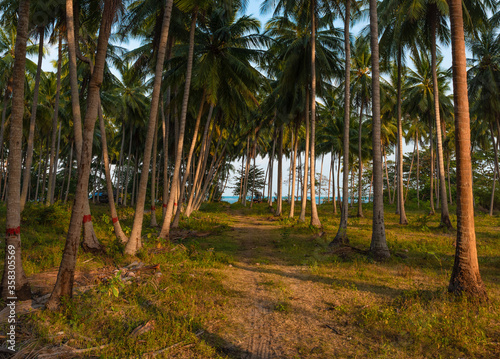 coconut palm forest on samui island in thailand, road to the sea in the middle of palm trees, a paradise for travel and enjoyment © Aleksandr Lavrinenko