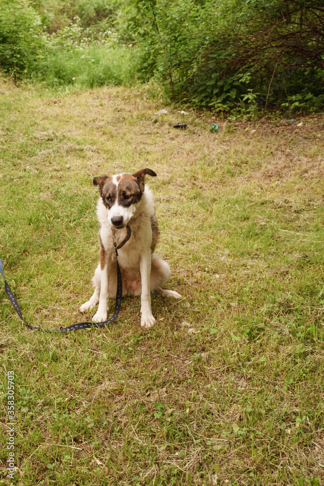 colorful dog on a leash