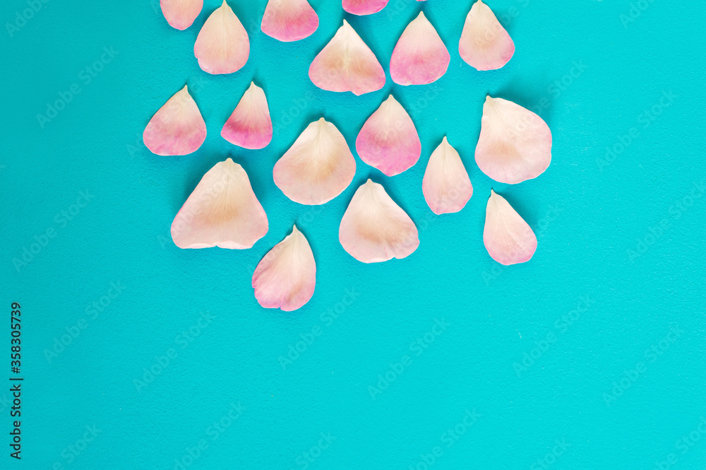 Pink rose petals on a blue background with a place for text, close-up, top view. Template for greeting card. Pink rose petals on a blue background with a place for text, close-up, top view. Template for greeting card.