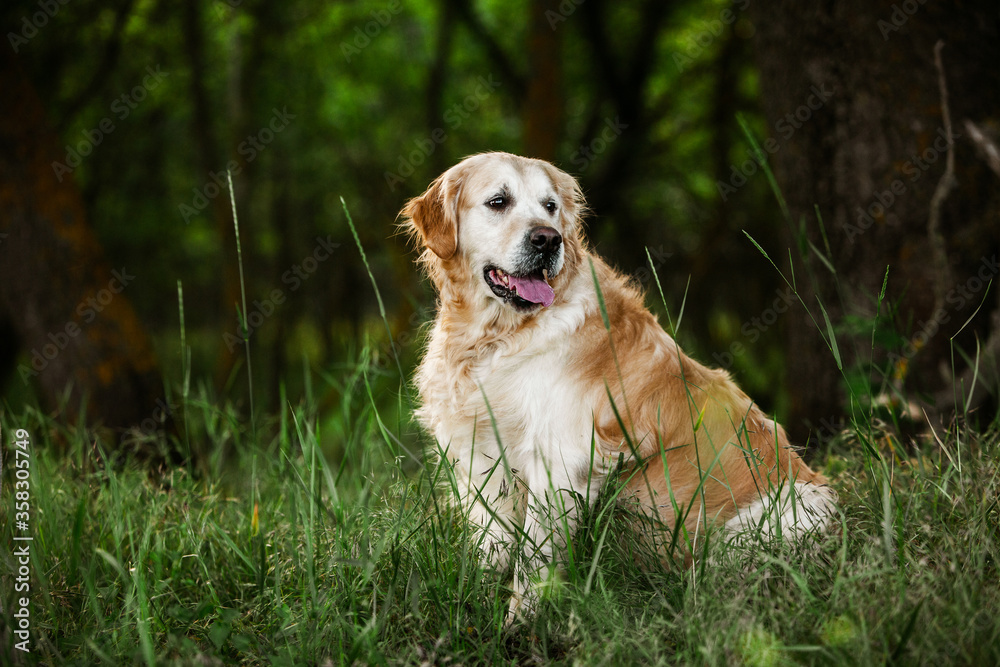 Labrador retriever dog. Golden retriever dog on grass. adorable dog in poppy flowers. Labrador retriever dog. Golden retriever dog on grass. adorable dog in poppy flowers.