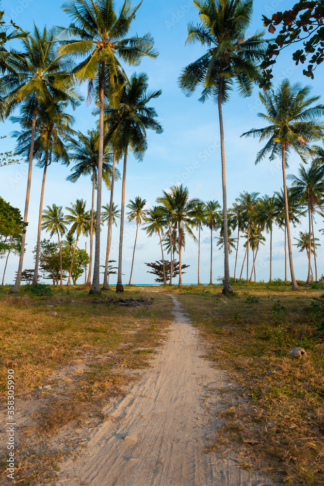 vertical photo, coconut palm forest on samui island in thailand, road to the sea in the middle of palm trees, a paradise for travel and enjoyment vertical photo, coconut palm forest on samui island in thailand, road to the sea in the middle of palm trees, a paradise for travel and enjoyment