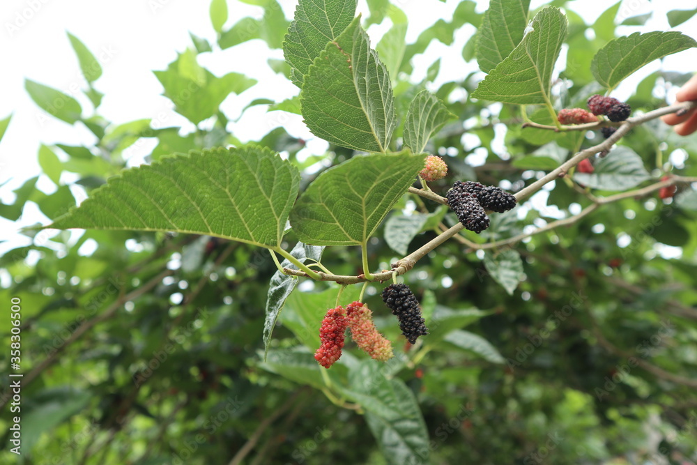 green leaf. green leaves. Mulberry leaves. mulberry fruit. Mulberry. green leaf. green leaves. Mulberry leaves. mulberry fruit. Mulberry.