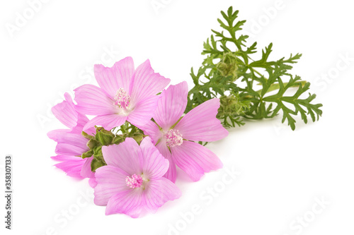 greater musk mallow