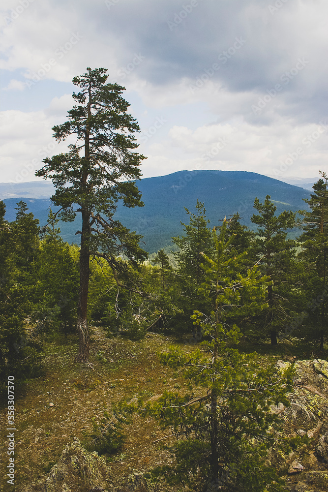 pine trees in the mountains pine trees in the mountains