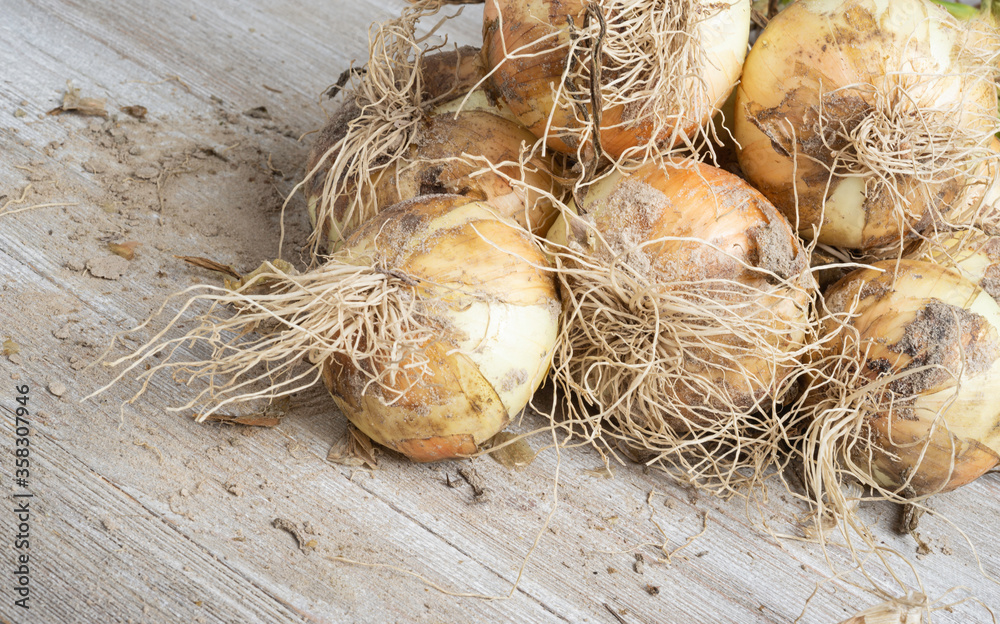 Freshly Unearthed Harvest Of Sweet White Onions Freshly Unearthed Harvest Of Sweet White Onions