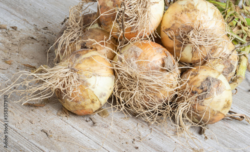 Freshly Unearthed Harvest Of Sweet White Onions © Dominique James