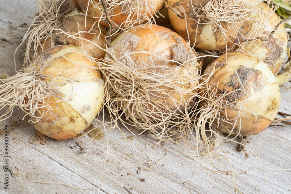 Freshly Unearthed Harvest Of Sweet White Onions Freshly Unearthed Harvest Of Sweet White Onions