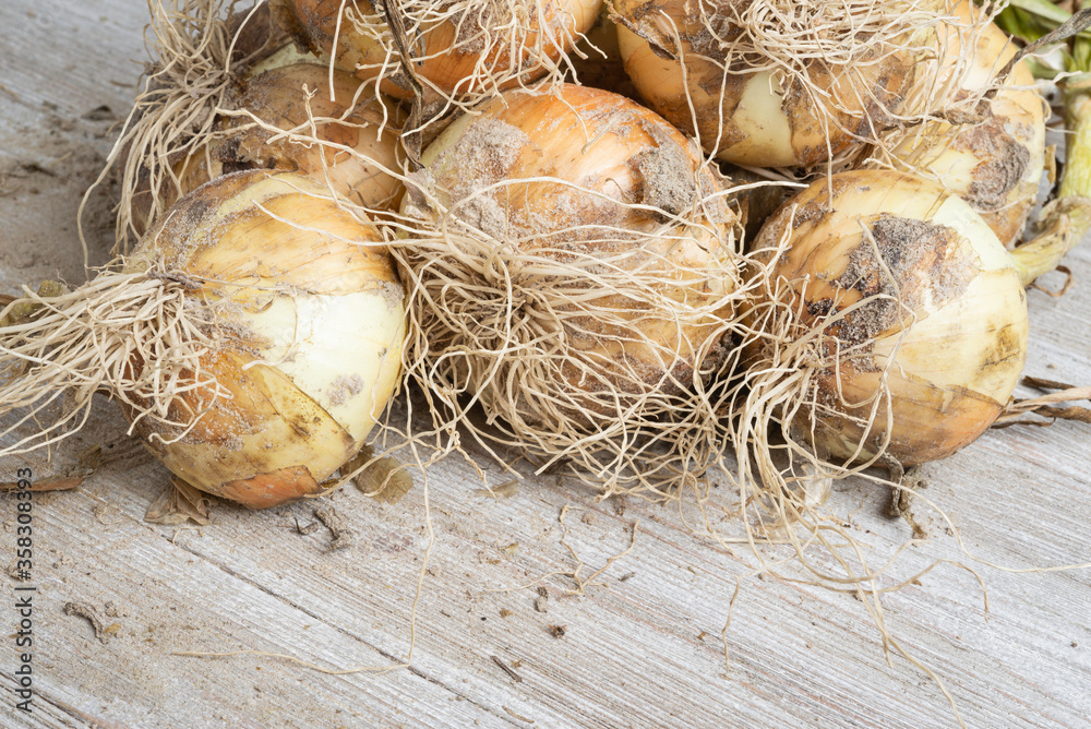 Freshly Unearthed Harvest Of Sweet White Onions Freshly Unearthed Harvest Of Sweet White Onions