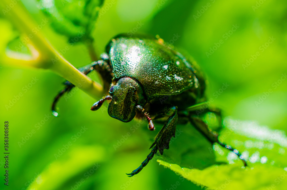 Cetonia aurata beetle on a green background Cetonia aurata beetle on a green background