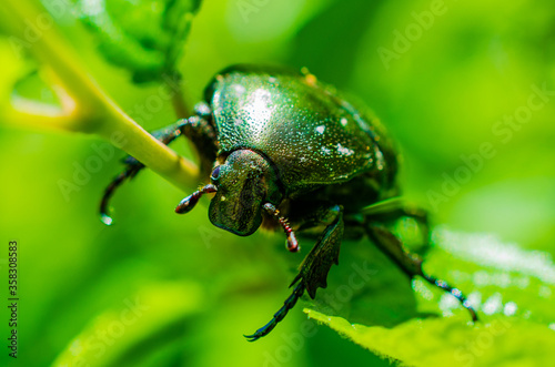 Cetonia aurata beetle on a green background © vomirak