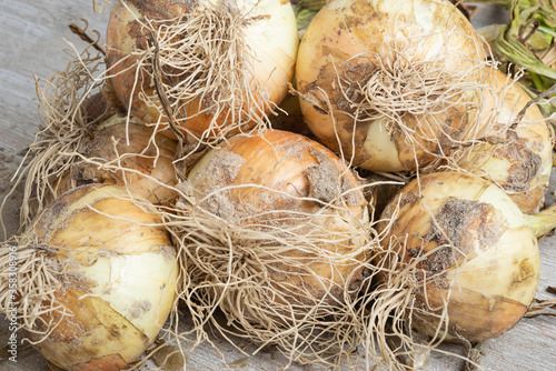 Freshly Unearthed Harvest Of Sweet White Onions © Dominique James