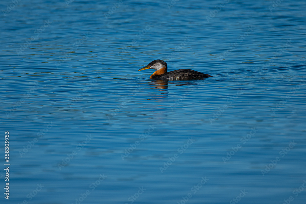 Fototapeta premium A Red-necked Grebe swimming in a blue pond 