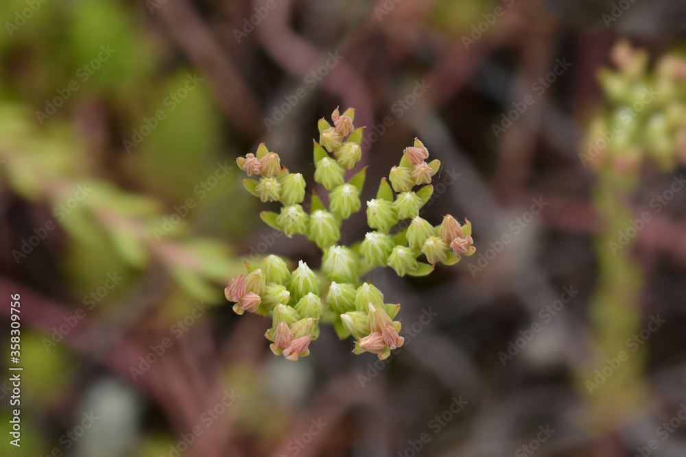 European stonecrop European stonecrop