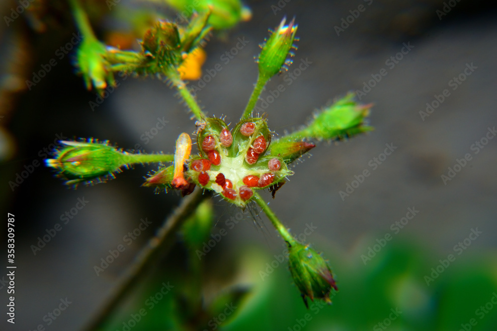 Naklejka premium Nature, biophytum sensitivum leaf blurry background