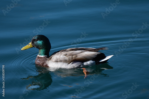 A Mallard Duck swimming in a pond
