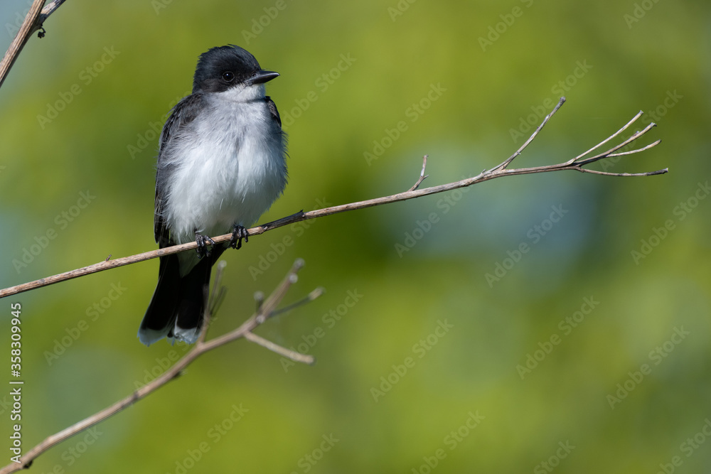 Obraz premium An Eastern Kingbird in nature sitting in a branch with a green background 