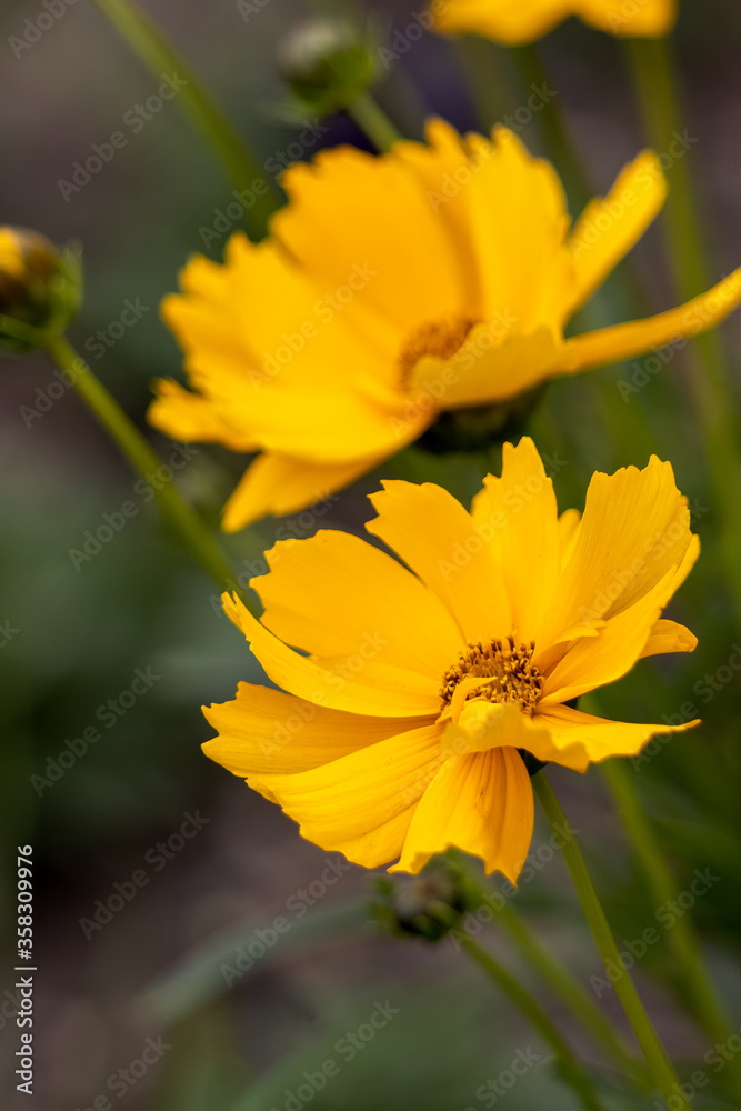 Coreopsis tickseed asteraceae compositae grandiflora Badengold Coreopsis tickseed asteraceae compositae grandiflora Badengold