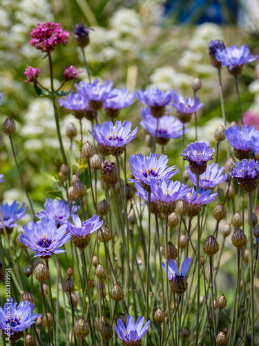 Blue Cornflowers growing next to the promenade in Eastbourne