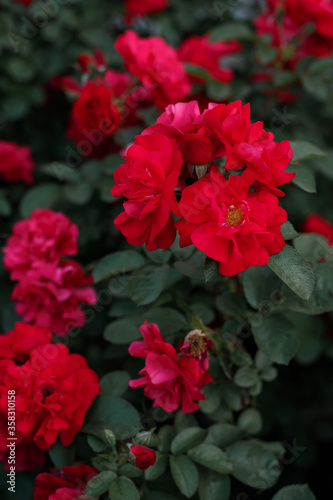 horizontal flora texture. red rose on a green background