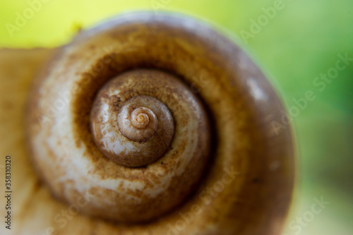 The spiral is curled into a beautiful circle.