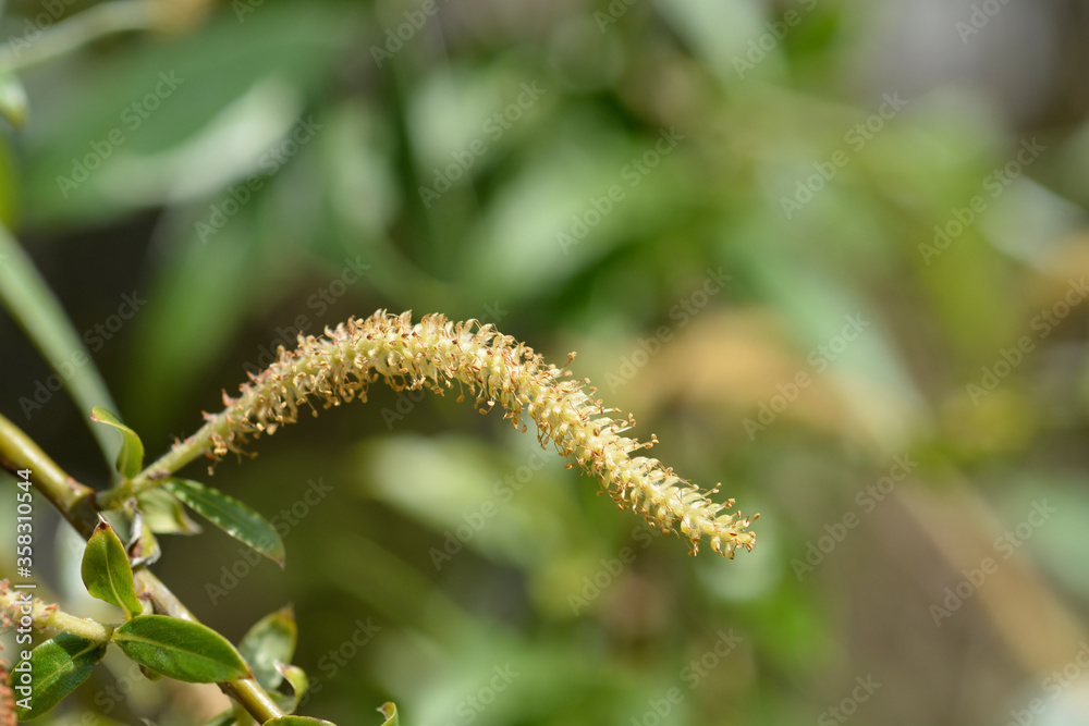 White willow