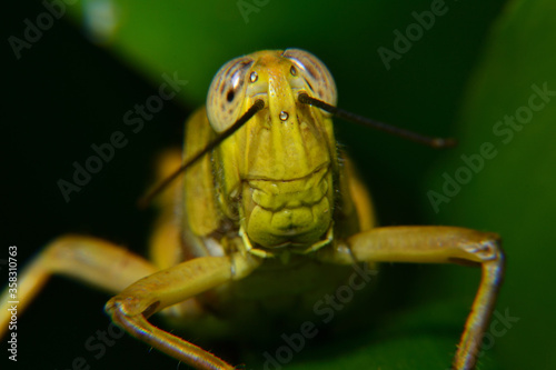 Close up of Yellow grasshoppers perched on tree trunks © adityajati