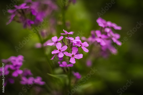 purple flowers in the garden