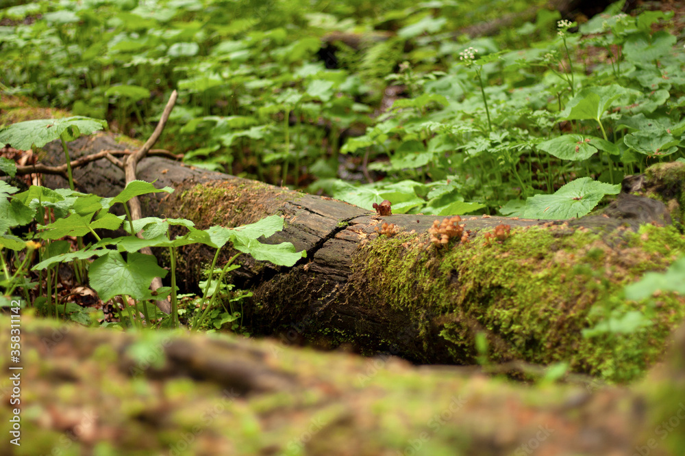 Forest