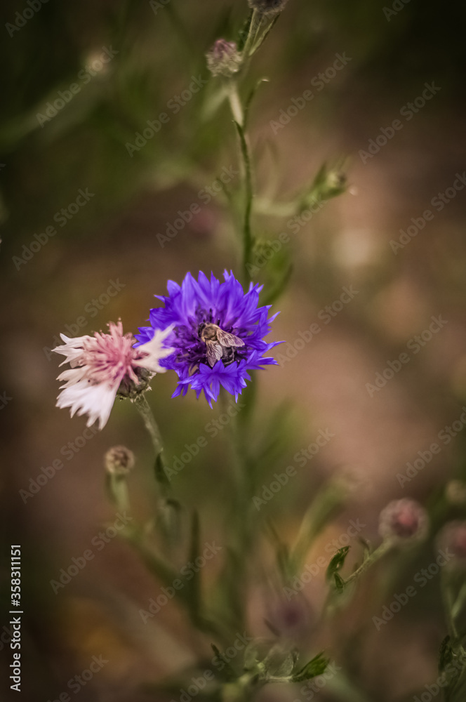 purple flowers in the field purple flowers in the field