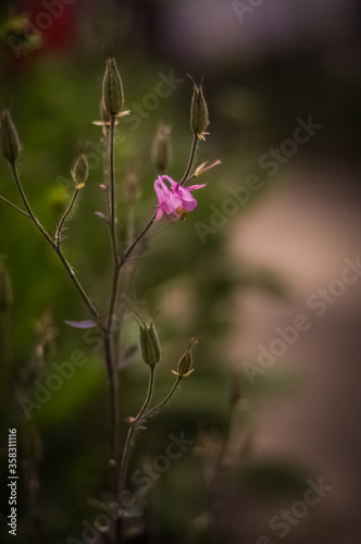 purple flowers in the field © Максим Горбенко