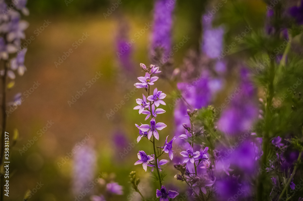 Obraz premium purple flowers in the garden