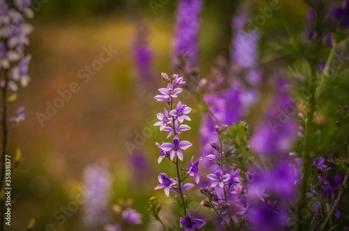 purple flowers in the garden