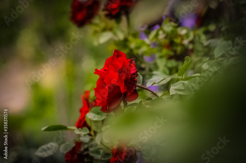 red rose in the garden © Максим Горбенко
