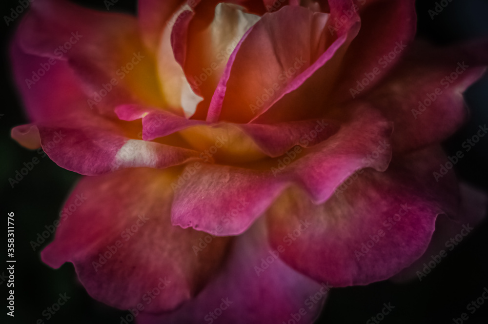 Fototapeta premium red and yellow rose